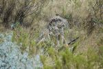 Synthetic Ghillie Thread