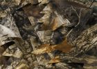 Titan 3D Leafy Blind Cover| Pattern| Timber