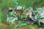 Titan 3D Leafy Blind Cover| Pattern| Obsession-NWTF
