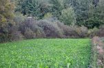 Ghillie Blind cover 30" x 9' Light weight Synthetic| Color